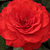 Vörös - Virágágyi floribunda rózsa - Borsod